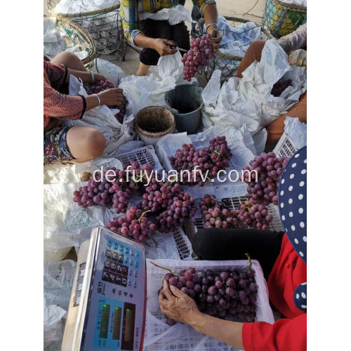 Rote Trauben aus Yunnan